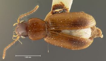 Media type: image;   Entomology 5945 Aspect: habitus dorsal view